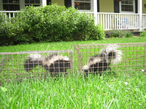 skunk capture by suburban wildlife control